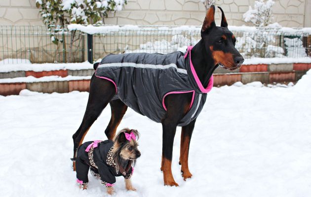 Одежда для собак